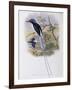 Port-Moresby Racket-Tailed Kingfisher-John Gould-Framed Giclee Print