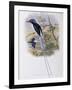Port-Moresby Racket-Tailed Kingfisher-John Gould-Framed Giclee Print