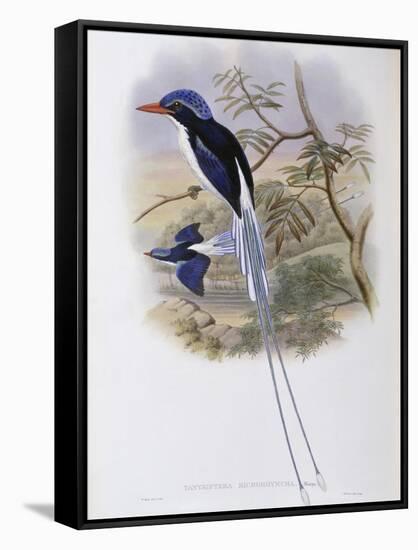 Port-Moresby Racket-Tailed Kingfisher-John Gould-Framed Stretched Canvas