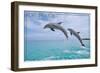 Port St. Lucie, Florida - Dolphins Jumping-Lantern Press-Framed Art Print