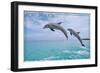 Port St. Lucie, Florida - Dolphins Jumping-Lantern Press-Framed Art Print