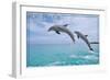 Port St. Lucie, Florida - Dolphins Jumping-Lantern Press-Framed Art Print