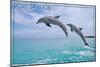 Port St. Lucie, Florida - Dolphins Jumping-Lantern Press-Mounted Art Print