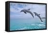 Port St. Lucie, Florida - Dolphins Jumping-Lantern Press-Framed Stretched Canvas