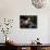 Portait of 4 Year Old Boy, Woodstock, New York, USA-Paul Sutton-Photographic Print displayed on a wall