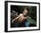 Portait of 4 Year Old Boy, Woodstock, New York, USA-Paul Sutton-Framed Photographic Print