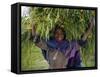 Portait of Local Girl Carrying a Large Bundle of Wheat and Yellow Meskel Flowers, Ethiopia-Gavin Hellier-Framed Stretched Canvas