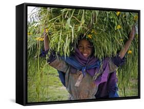 Portait of Local Girl Carrying a Large Bundle of Wheat and Yellow Meskel Flowers, Ethiopia-Gavin Hellier-Framed Stretched Canvas