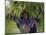 Portait of Local Girl Carrying a Large Bundle of Wheat and Yellow Meskel Flowers, Ethiopia-Gavin Hellier-Mounted Photographic Print