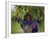 Portait of Local Girl Carrying a Large Bundle of Wheat and Yellow Meskel Flowers, Ethiopia-Gavin Hellier-Framed Photographic Print