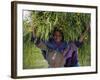 Portait of Local Girl Carrying a Large Bundle of Wheat and Yellow Meskel Flowers, Ethiopia-Gavin Hellier-Framed Photographic Print