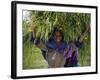 Portait of Local Girl Carrying a Large Bundle of Wheat and Yellow Meskel Flowers, Ethiopia-Gavin Hellier-Framed Photographic Print