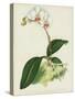 Porte's Variety of the Intermediate Butterfly Plant, Phalaenopsis Intermedia, Var Portei (Chromolit-English School-Stretched Canvas