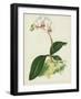 Porte's Variety of the Intermediate Butterfly Plant, Phalaenopsis Intermedia, Var Portei (Chromolit-English School-Framed Giclee Print