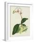 Porte's Variety of the Intermediate Butterfly Plant, Phalaenopsis Intermedia, Var Portei (Chromolit-English School-Framed Giclee Print