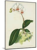 Porte's Variety of the Intermediate Butterfly Plant, Phalaenopsis Intermedia, Var Portei (Chromolit-English School-Mounted Giclee Print