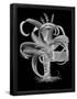 Essential Black