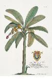 The Queen Pineapple-Porter Design-Giclee Print