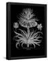 Essential Black
