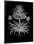 Gramercy Black