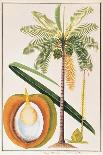 Kelapa or Coconut Palm-Porter Design-Giclee Print