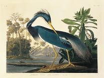 Louisiana Heron Plate 217-Porter Design-Giclee Print