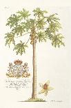 Papaya Tree-Porter Design-Giclee Print