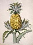 The Queen Pineapple-Porter Design-Giclee Print