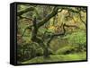 Portland Japanese Garden in Early Autumn: Portland Japanese Garden, Portland, Oregon, USA-Michel Hersen-Framed Stretched Canvas