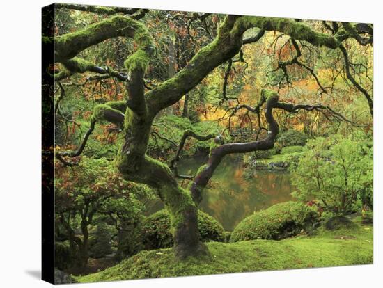 Portland Japanese Garden in Early Autumn: Portland Japanese Garden, Portland, Oregon, USA-Michel Hersen-Stretched Canvas