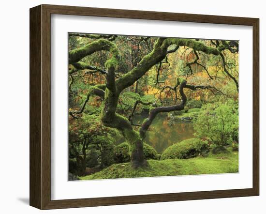 Portland Japanese Garden in Early Autumn: Portland Japanese Garden, Portland, Oregon, USA-Michel Hersen-Framed Premium Photographic Print