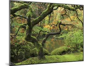 Portland Japanese Garden in Early Autumn: Portland Japanese Garden, Portland, Oregon, USA-Michel Hersen-Mounted Premium Photographic Print