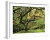 Portland Japanese Garden in Early Autumn: Portland Japanese Garden, Portland, Oregon, USA-Michel Hersen-Framed Photographic Print