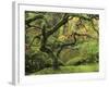 Portland Japanese Garden in Early Autumn: Portland Japanese Garden, Portland, Oregon, USA-Michel Hersen-Framed Photographic Print