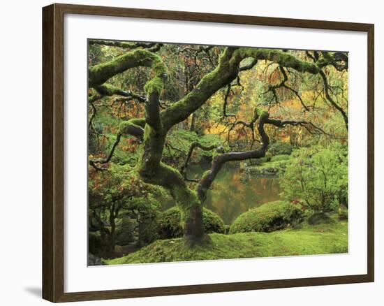 Portland Japanese Garden in Early Autumn: Portland Japanese Garden, Portland, Oregon, USA-Michel Hersen-Framed Photographic Print