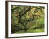 Portland Japanese Garden in Early Autumn: Portland Japanese Garden, Portland, Oregon, USA-Michel Hersen-Framed Photographic Print