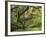 Portland Japanese Garden in Early Autumn: Portland Japanese Garden, Portland, Oregon, USA-Michel Hersen-Framed Photographic Print