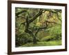 Portland Japanese Garden in Early Autumn: Portland Japanese Garden, Portland, Oregon, USA-Michel Hersen-Framed Photographic Print