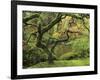 Portland Japanese Garden in Early Autumn: Portland Japanese Garden, Portland, Oregon, USA-Michel Hersen-Framed Photographic Print