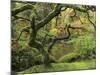 Portland Japanese Garden in Early Autumn: Portland Japanese Garden, Portland, Oregon, USA-Michel Hersen-Mounted Photographic Print