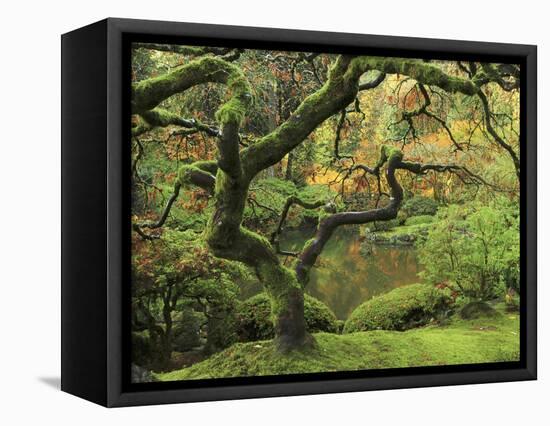 Portland Japanese Garden in Early Autumn: Portland Japanese Garden, Portland, Oregon, USA-Michel Hersen-Framed Stretched Canvas