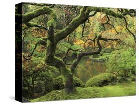 Portland Japanese Garden in Early Autumn: Portland Japanese Garden, Portland, Oregon, USA-Michel Hersen-Stretched Canvas