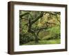 Portland Japanese Garden in Early Autumn: Portland Japanese Garden, Portland, Oregon, USA-Michel Hersen-Framed Photographic Print