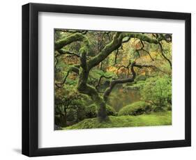 Portland Japanese Garden in Early Autumn: Portland Japanese Garden, Portland, Oregon, USA-Michel Hersen-Framed Photographic Print