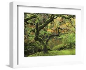 Portland Japanese Garden in Early Autumn: Portland Japanese Garden, Portland, Oregon, USA-Michel Hersen-Framed Photographic Print