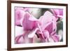 Portland Japanese Garden, Oregon.-William Sutton-Framed Photographic Print