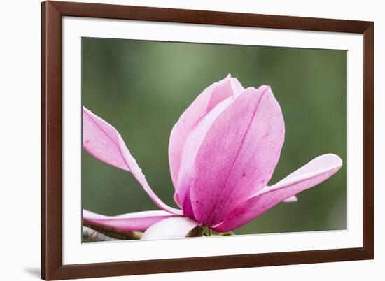 Portland Japanese Garden, Oregon.-William Sutton-Framed Photographic Print