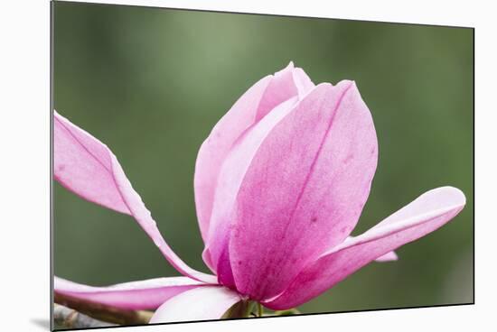 Portland Japanese Garden, Oregon.-William Sutton-Mounted Photographic Print