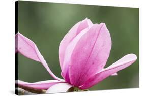 Portland Japanese Garden, Oregon.-William Sutton-Stretched Canvas