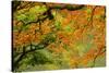 Portland Japanese Garden, Portland, Oregon, USA-Michel Hersen-Stretched Canvas